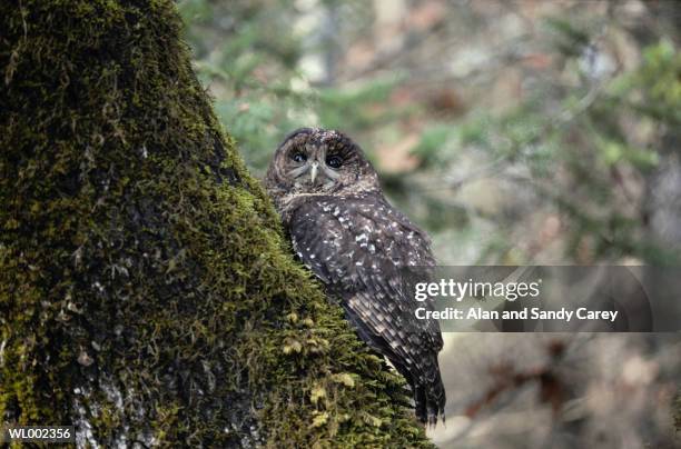 spotted owl (strix occidentalis) perching on tree trunk - ニシアメリカフクロウ ストックフォトと画像