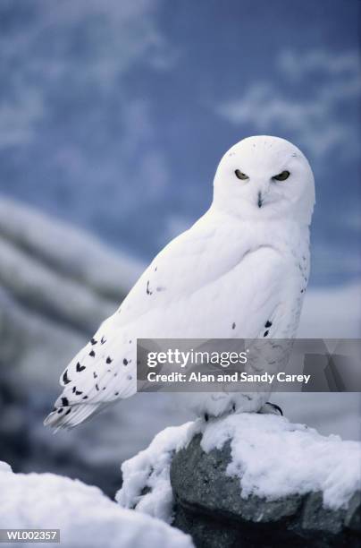 snowy owl (nyctea scandiaca) perching on snow covered rock - estados de agua fotografías e imágenes de stock