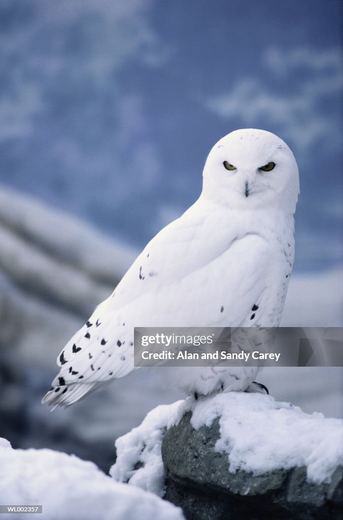 Snowy owl (Nyctea scandiaca) perching on snow covered rock