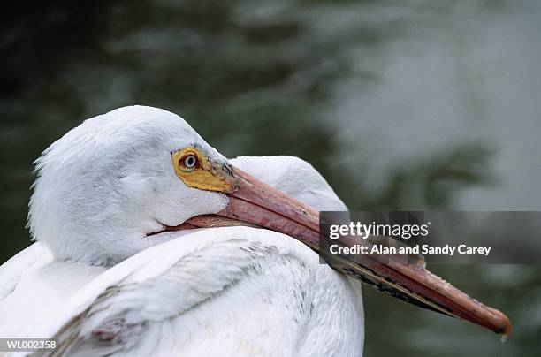 white pelican (pelecanus erythrorhynchos, close-up, profile - in profile stock pictures, royalty-free photos & images