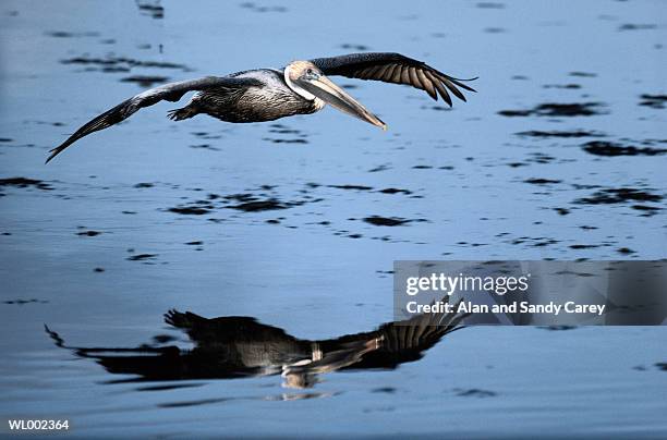 pelican (pelicanidae) glidig over water - freshwater bird - fotografias e filmes do acervo