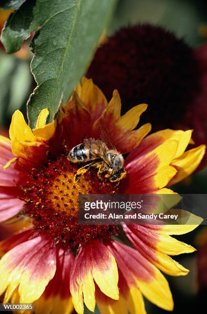 bee (apoidea) on gaillardia (gaillardia sp.) flower, close-up - temperate flower stock pictures, royalty-free photos & images