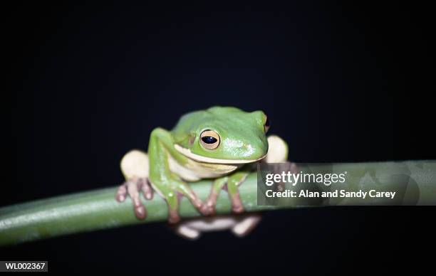 tree frog (hylidae), close-up - night of 200 stars 2nd international achievement in arts awards stockfoto's en -beelden