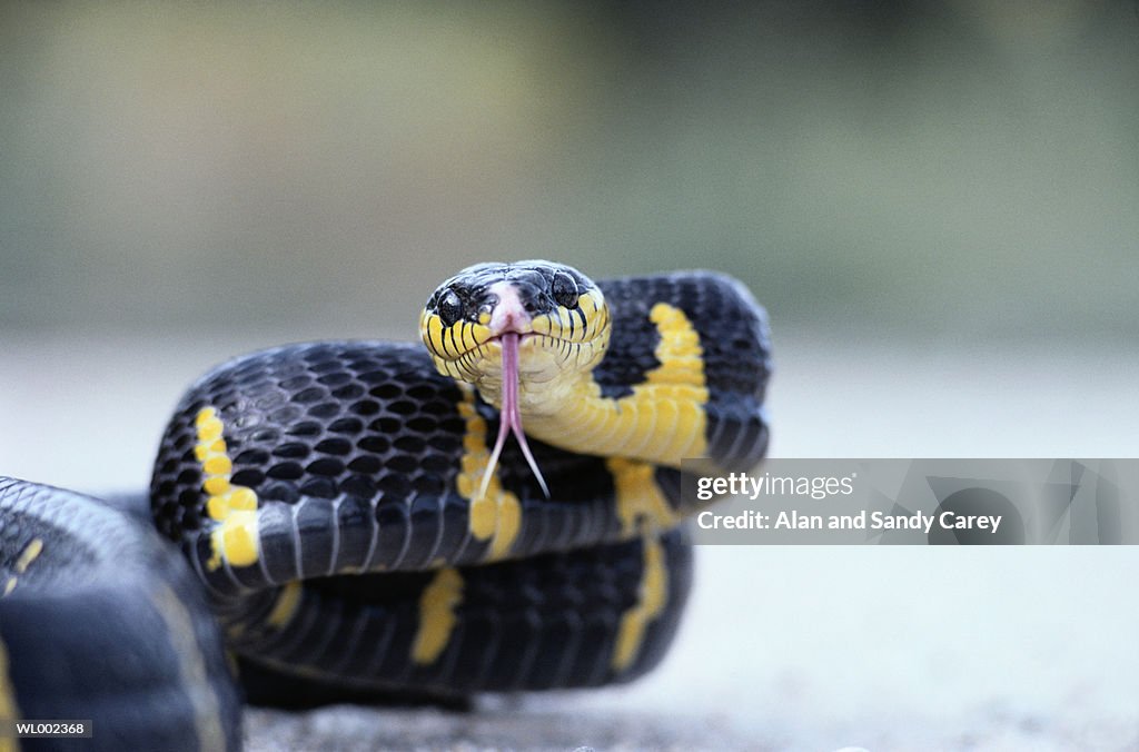 Mangrove snake (Boiga dendrophila), close-up