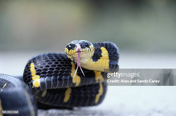 mangrove snake (boiga dendrophila), close-up - djurtunga bildbanksfoton och bilder