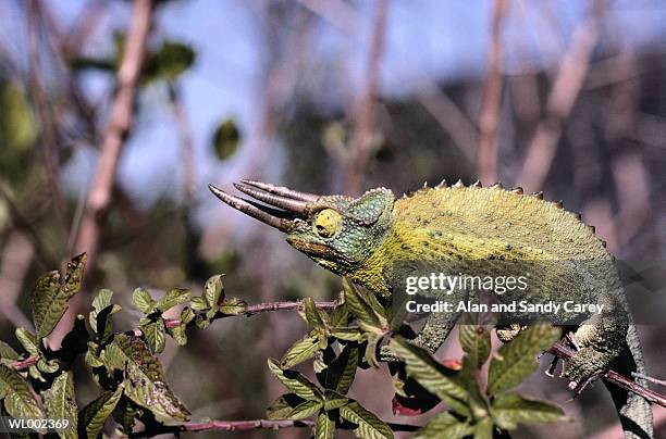 chameleon (chamaeleon sp.) on branch, close-up, profile - sp imagens e fotografias de stock