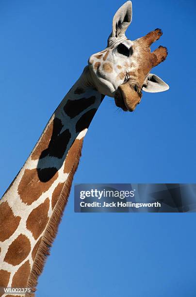 giraffe - tierhals stock-fotos und bilder