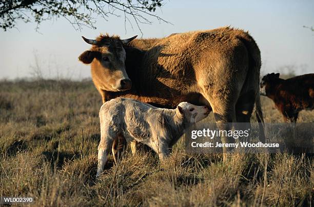 cow and suckling calf - queen maxima of the netherlands attends world of health care congress 2017 in the hague stockfoto's en -beelden