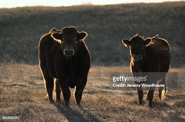 cattle - night of 200 stars 2nd international achievement in arts awards stockfoto's en -beelden