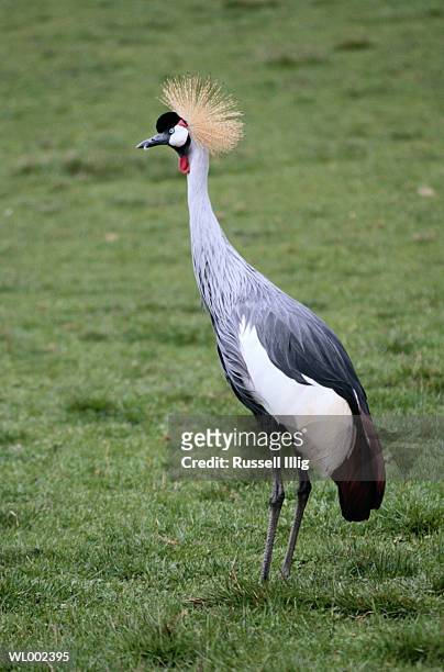 african crowned crane - russell imagens e fotografias de stock