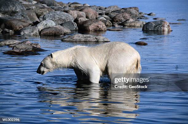 polar bear standing in water - water bear stock pictures, royalty-free photos & images