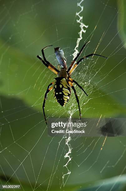 argiope spider - arachnid stockfoto's en -beelden