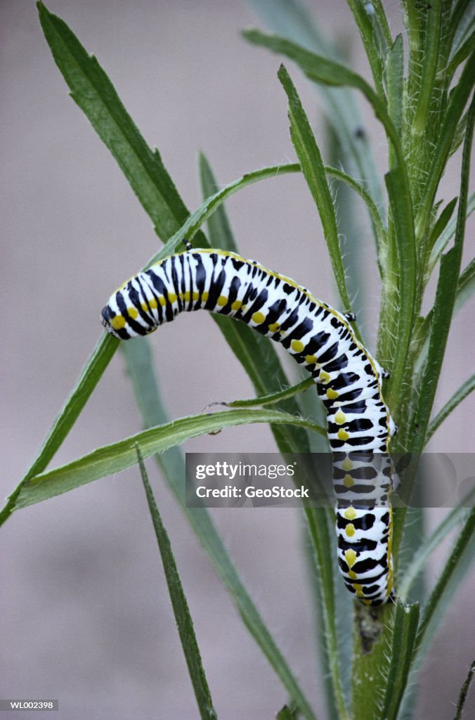 Caterpillar