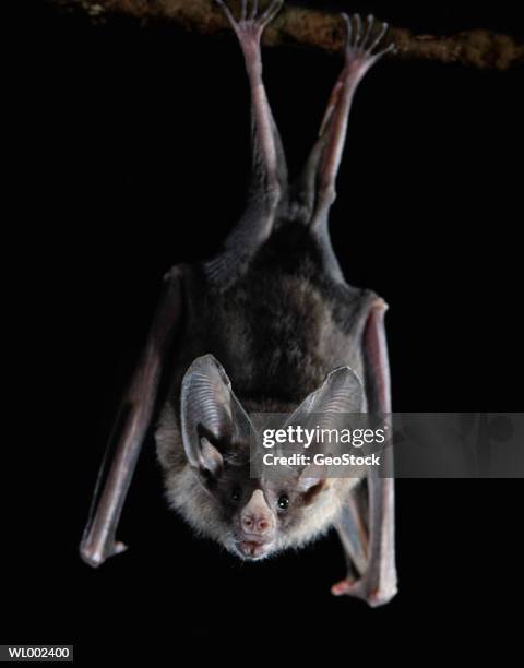 bat hanging - animal limb stock-fotos und bilder