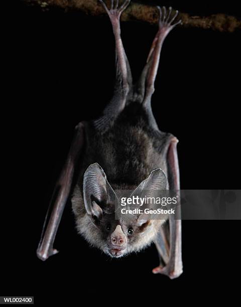 bat hanging - animal limb 個照片及圖片檔