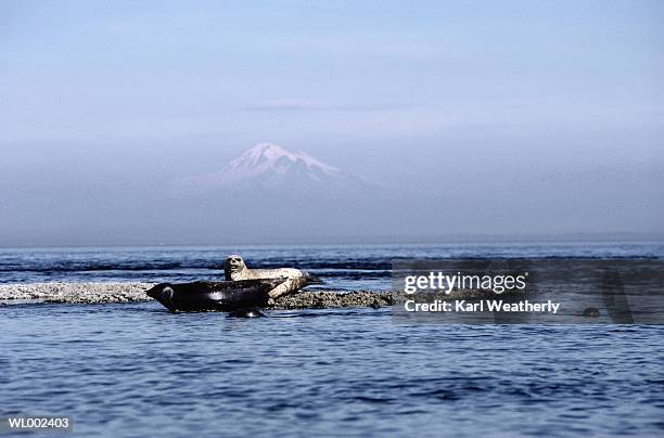 seals - アザラシ目 ストックフォトと画像