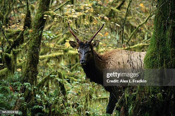 elk (cervus canadensis) in temperate rainforest - deer family stockfoto's en -beelden