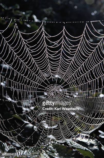 dew on a spider web - a von stock-fotos und bilder