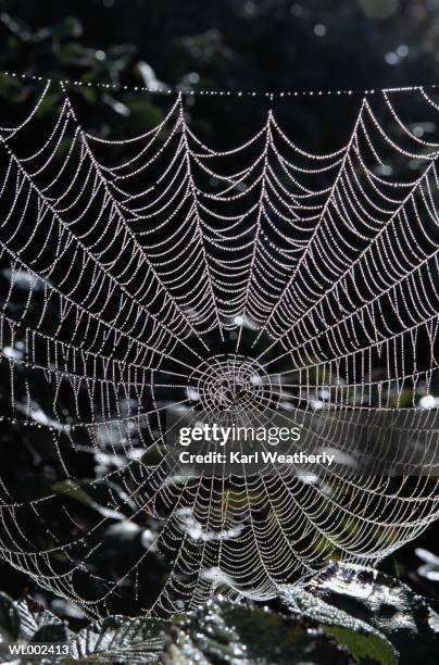 dew on a spider web - estados de agua fotografías e imágenes de stock