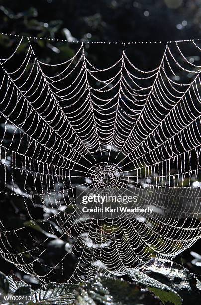 dew on a spider web - spider web ストックフォトと画像