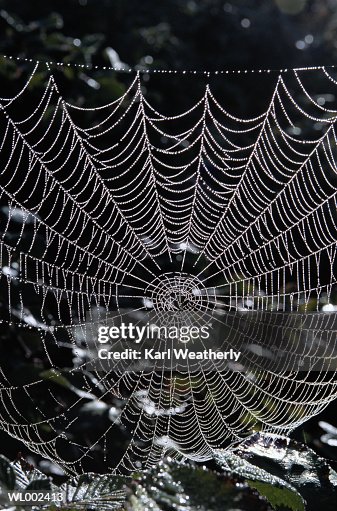 Dew on a Spider Web Dew on a Spider Web