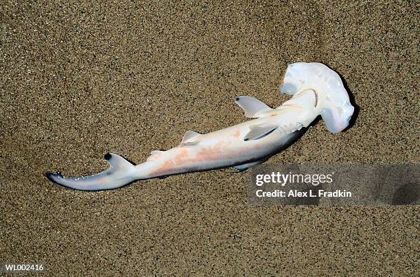 dead hammerhead shark (sphyrna zygaena) on beach - zygaena foto e immagini stock