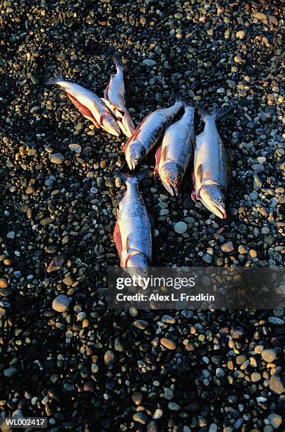 dead salmon (salmonidae) on beach - premiere of beard collins shores productions a very sordid wedding q a stockfoto's en -beelden