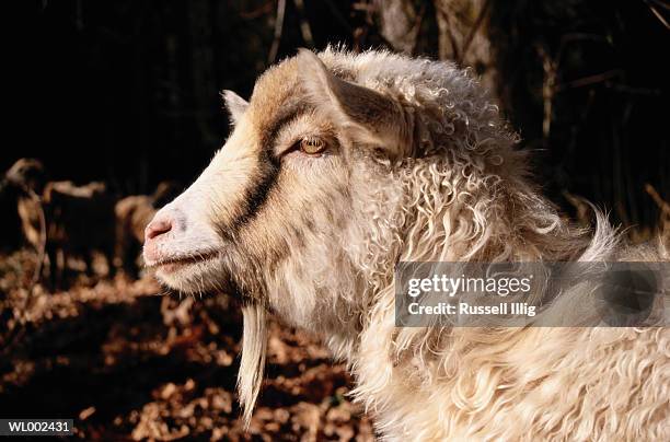 pagora goat - russell stock pictures, royalty-free photos & images