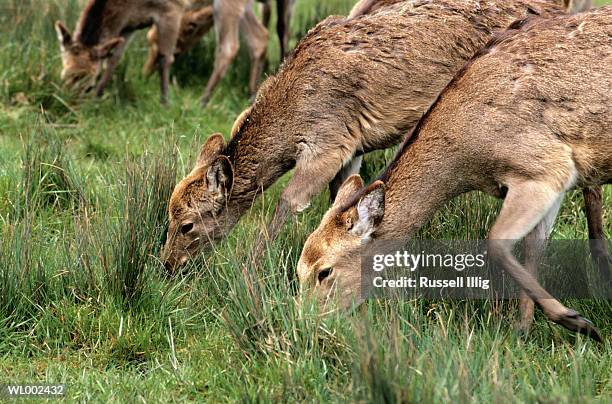 sika deer - deer family stockfoto's en -beelden