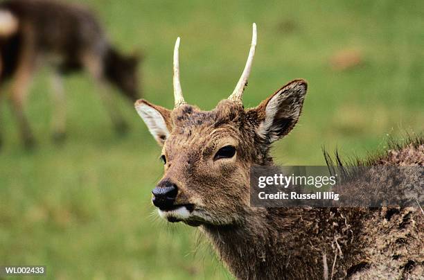 sika deer - deer family stock pictures, royalty-free photos & images