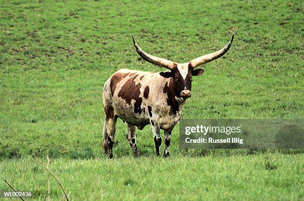 watusi cattle - russell imagens e fotografias de stock