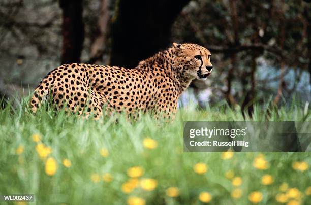 cheetah - russell imagens e fotografias de stock