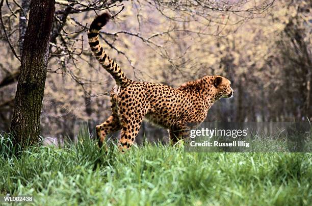 cheetah - russell stock pictures, royalty-free photos & images