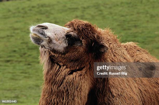 bactrian camel - russell stock pictures, royalty-free photos & images