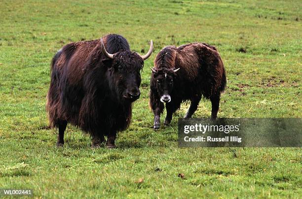 tibetan yaks - russell stock pictures, royalty-free photos & images