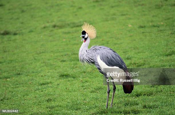 african crowned crane - official visit of grand duc henri of luxembourg and grande duchesse maria teresa of luxembourg day two stockfoto's en -beelden