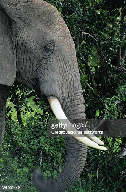 profile of african elephant - in profile stock pictures, royalty-free photos & images