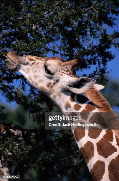 feeding giraffe - jack spot comer - fotografias e filmes do acervo