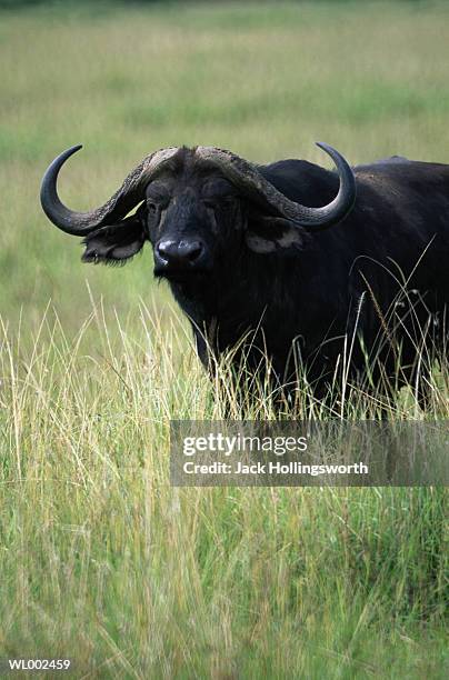 african buffalo - buffalo fotografías e imágenes de stock