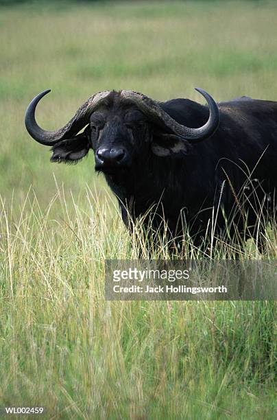 african buffalo - buffalo ストックフォトと画像