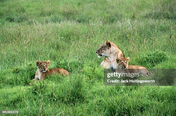 lion family - queen maxima of the netherlands attends world of health care congress 2017 in the hague stockfoto's en -beelden