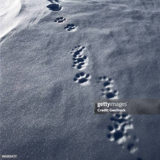 lynx tracks - estados de agua fotografías e imágenes de stock