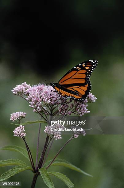 monarch butterfly - flower part fotografías e imágenes de stock