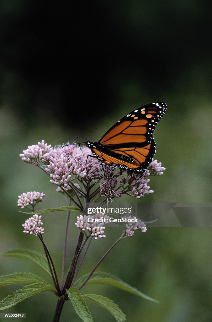 Monarch Butterfly