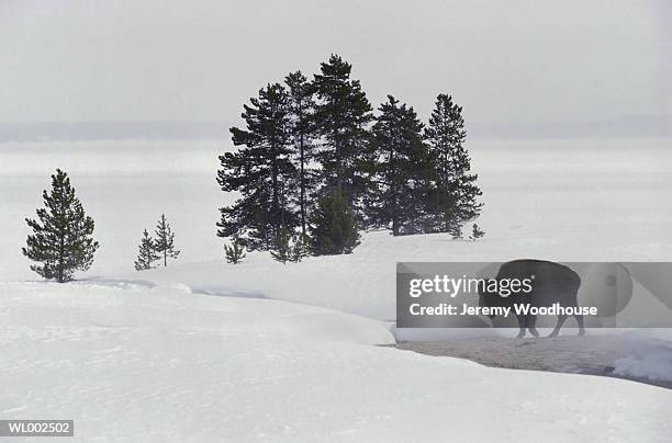 buffalo in winter - estados de agua fotografías e imágenes de stock