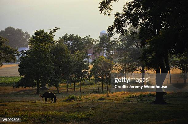 horses in big valley - years since the birth of benazir bhutto the 1st female leader of a muslim country stockfoto's en -beelden