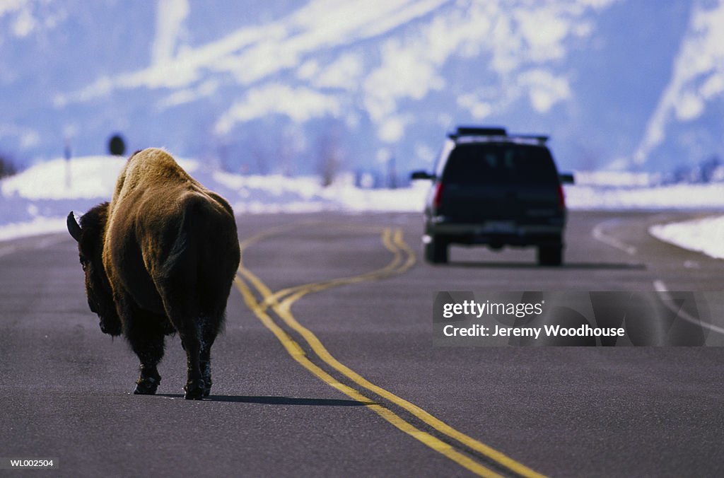 Bison Crossing Road