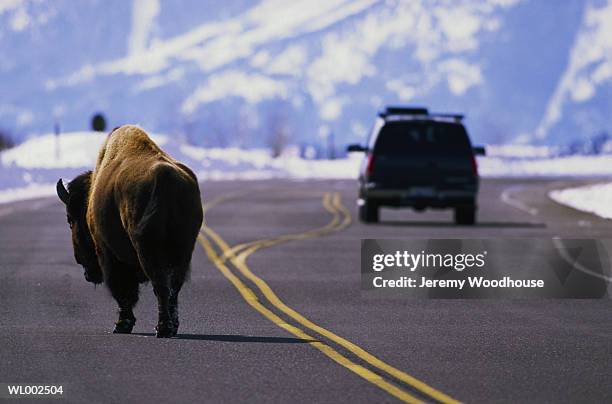 bison crossing road - personal land vehicle stock pictures, royalty-free photos & images