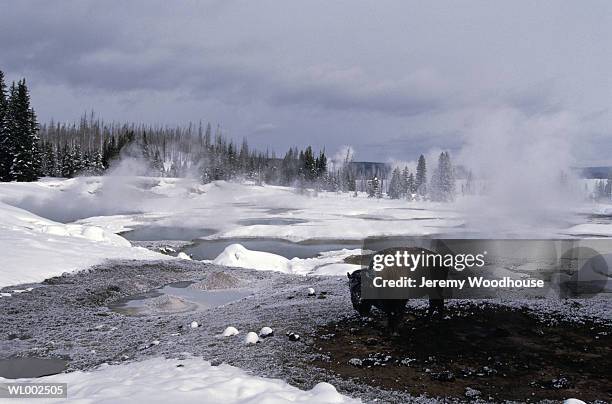 bison in geyser basin - estados de agua fotografías e imágenes de stock