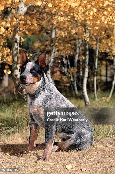 australian cattle dog - karl stock pictures, royalty-free photos & images